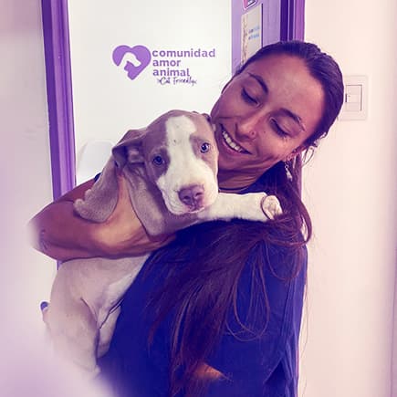 Castraciones veterinarias seguras y profesionales - Comunidad Amor Animal