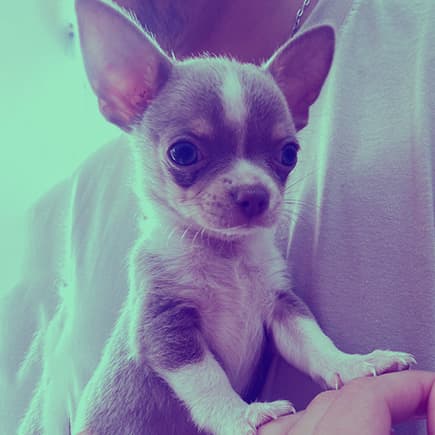 Especialidades veterinarias - Comunidad Amor Animal