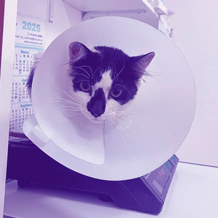 Especialidades veterinarias - Comunidad Amor Animal