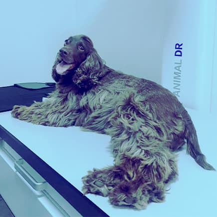 Especialidades veterinarias - Comunidad Amor Animal