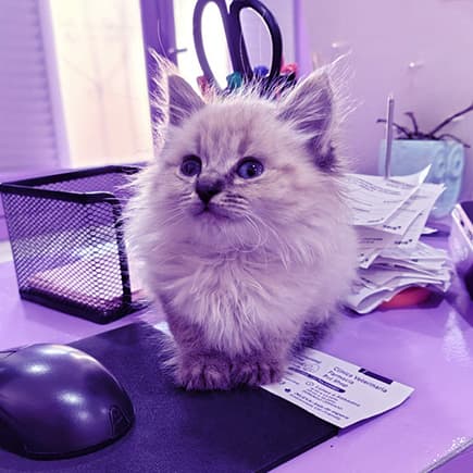 Turnos veterinarios Comunidad Amor Animal
