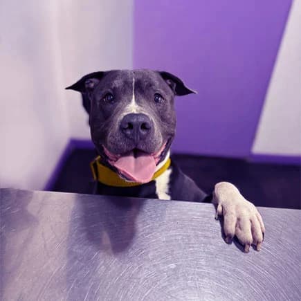 Castraciones veterinarias - Comunidad Amor Animal