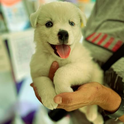 Atención veterinaria a domicilio - Comunidad Amor Animal
