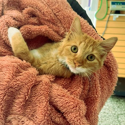 Atención veterinaria a domicilio - Comunidad Amor Animal