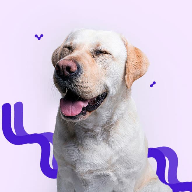 Comunidad Amor Animal - Cuidado veterinario profesional