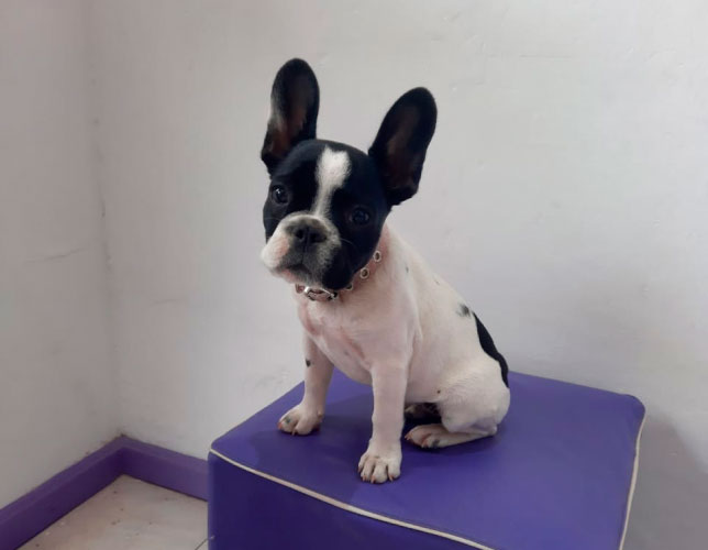 instalaciones-sucursales-comunidad-amor-animal-2